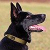 PLUTUS PET Collar Táctico para Perro, Reflectante, Collar para Perro