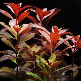 Ludwigia Aquarium Plants + Root Tab | 100% Live Arrival Guarantee | Live Aquarium Plants Freshwater (Red, Hold at Post Office for Pickup)