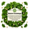 Premium Ginkgo Biloba Leaves 50 g | 100% Pure, Raw,