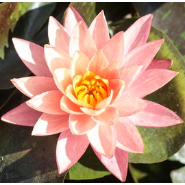 Live Hardy Water Lily Tubers Rhizomes Bulb Seed Nymphaea Aquatic Pond Plants Water Gardens Pre-Grown Flower in White Pink Red Yellow Orange Blue Purple (1, Peach Hardy Pond Lily)