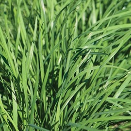 Palm Beach Medicinal Herbs - Nira Garlic Chives (Allium tuberosum) - Packet of 50 Seeds