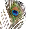 Piokio 50 pcs Peacock Feather in Bulk 10-12 inch(25-30 cm)