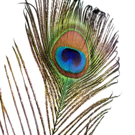 Piokio 50 pcs Peacock Feather in Bulk 10-12 inch(25-30 cm) Bulk for DIY, Craft Vase Wedding Home Party Christmas Day Peacock Feathers Decoration