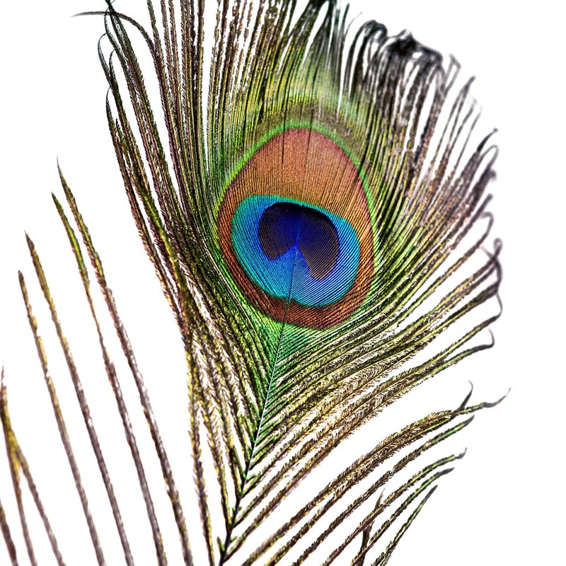 Piokio 50 pcs Peacock Feather in Bulk 10-12 inch(25-30 cm)