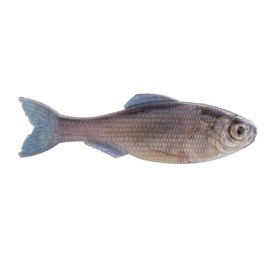 Panorama - Live Minnow - Size: 3.5" - (6/pk)
