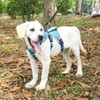 BELPRO Multi-Use Support Dog Harness, Escape Proof No Pull Reflective