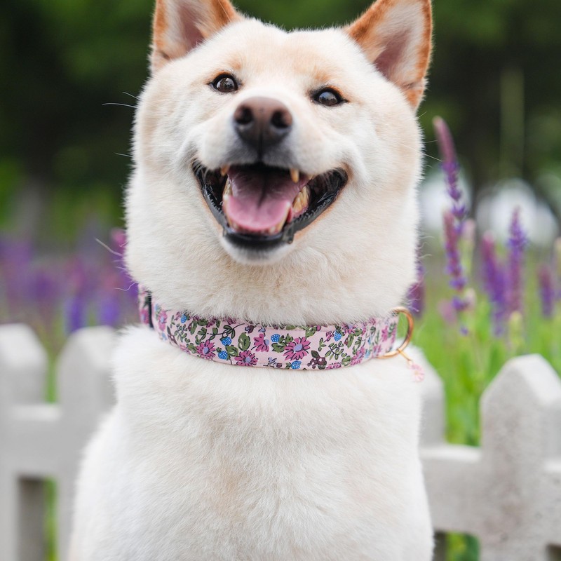 TEEMERRYCA Floral Print Dog Collar with Flower Charm - Durable