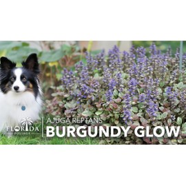 Ajuga Burgundy Glow | 3 Large Gallon Size Plants | Ajuga reptans | Variegated Ground Cover | Borders and Gardens | Blue Flowers