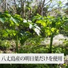 自然健康社 明日葉粉末 100g×3個 サプリ 八丈島産 国産 あしたば茶 無添加 青汁 パウダー