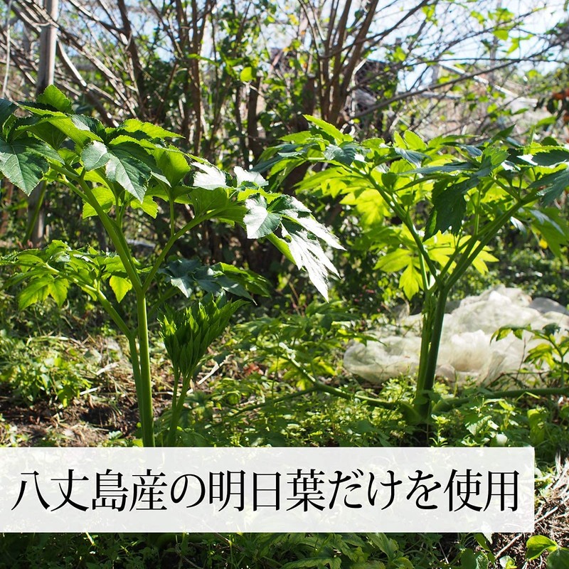 自然健康社 明日葉粉末 100g×3個 サプリ 八丈島産 国産 あしたば茶 無添加 青汁 パウダー