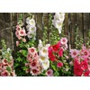 CEMEHA SEEDS - Seeds Hollyhock Spring Double Mix Mallow Perennial