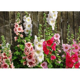 CEMEHA SEEDS - Seeds Hollyhock Spring Double Mix Mallow Perennial Flowers for Planting