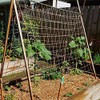 Pea and Bean Biodegradable Natural Jute Netting Heavy Duty 2m