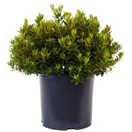 Green Promise Farms Rhododendron X GEM` Evergreen, 3 Size Container, Bluish Purple Flowers