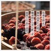 Red Perilla, Made in Japan, 100% High Quality Crepe Perilla,