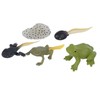 RiToEasysports Tadpole Frog Toy Set, Ranidae Growth Cycle Model for