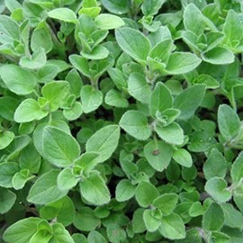 Greek Oregano Seeds (Origanum heracleoticum) Packet of 20 Seeds