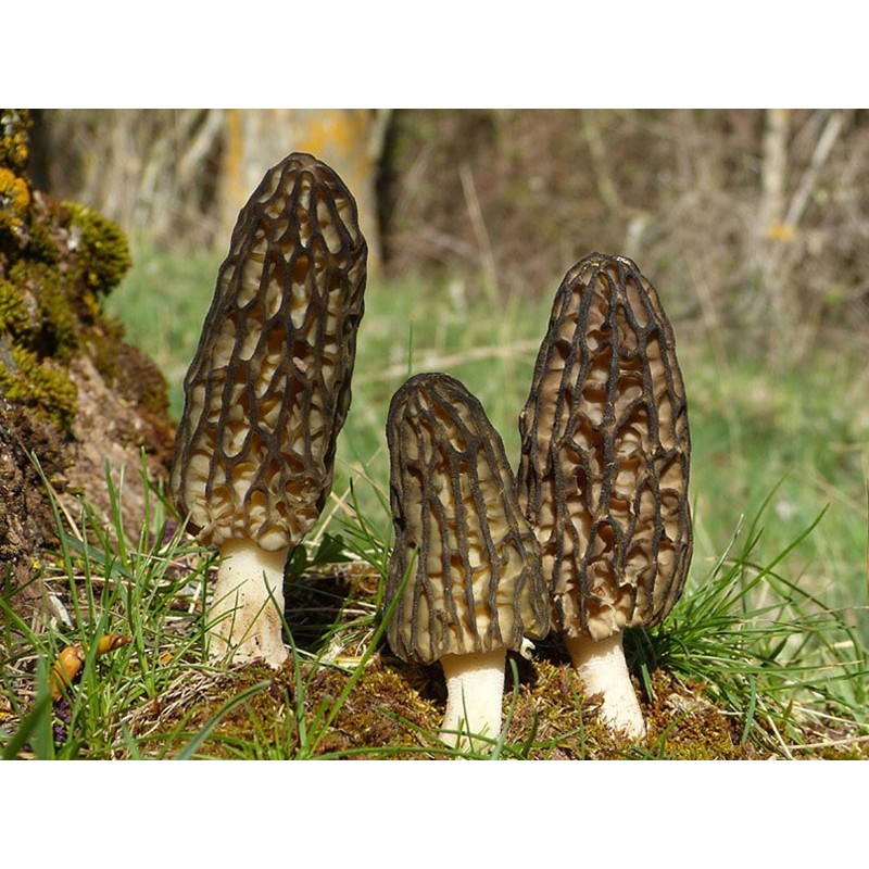 NIKA SEEDS - Spores Black Morel Mushrooms for Planting on