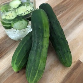 Organic Marketmore 76 Slicing Cucumber Seeds (Cucumis sativus) 100 Seeds (3 Grams) - Cucumber Seeds for Planting by Smoke Camp Crafts