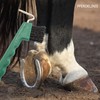Hoof Pick for Horses Donkey Goats Hoof with Extra Stable
