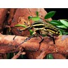 CALVENDO Puzzle Creepy-crawlies Rose Beetle (Mecynorrhina savagei) 1000 Pieces 64