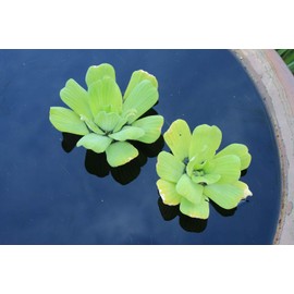 Floating Plants for Water Gardens and Ponds (Water Lettuce) (Water Lettuce, 5, Count)