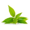 Matcha Premium En Polvo - Orgánico 100 Gramos