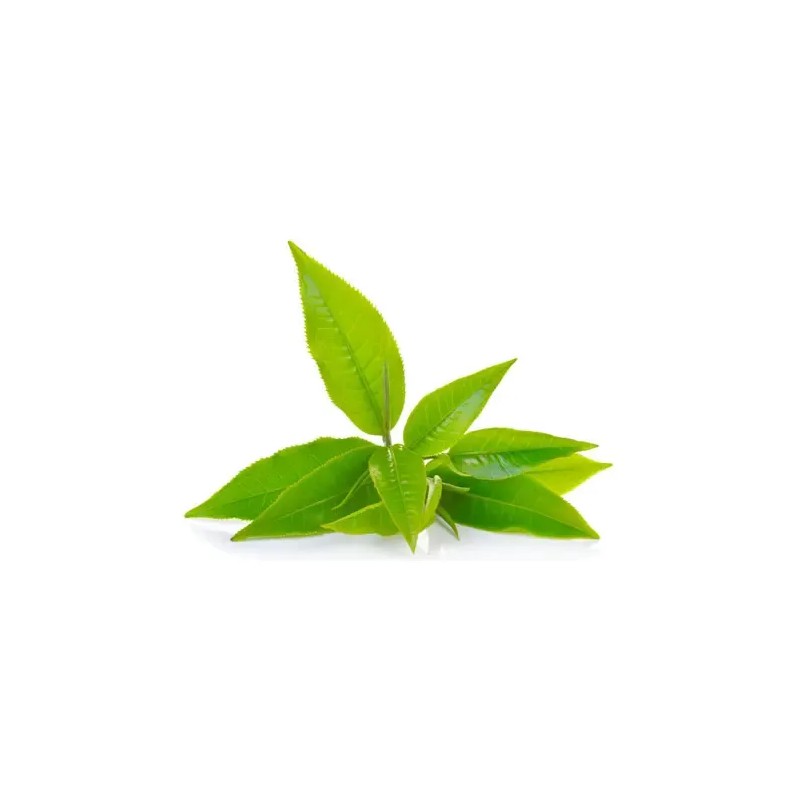 Matcha Premium En Polvo - Orgánico 100 Gramos