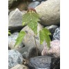 Tree Silver Maple Tree 4“-8" Sapling Seedling (5 Pack) Live