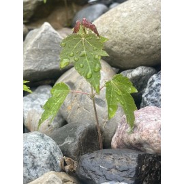 Tree Silver Maple Tree 4“-8" Sapling Seedling (5 Pack) Live Plant  Acer Saccharinum