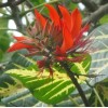 Erythrina variegata | Thorny Dadap | Easter Flower |Indian Coral
