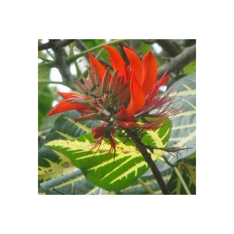 Erythrina variegata | Thorny Dadap | Easter Flower |Indian Coral