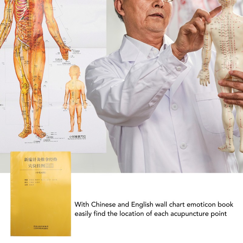 Chinese and English Acupoint Wall Chart Front Large Size Comprehensive