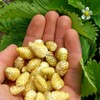Yellow Alpine Wild Strawberry 120+ Non-GMO Seeds for Planting