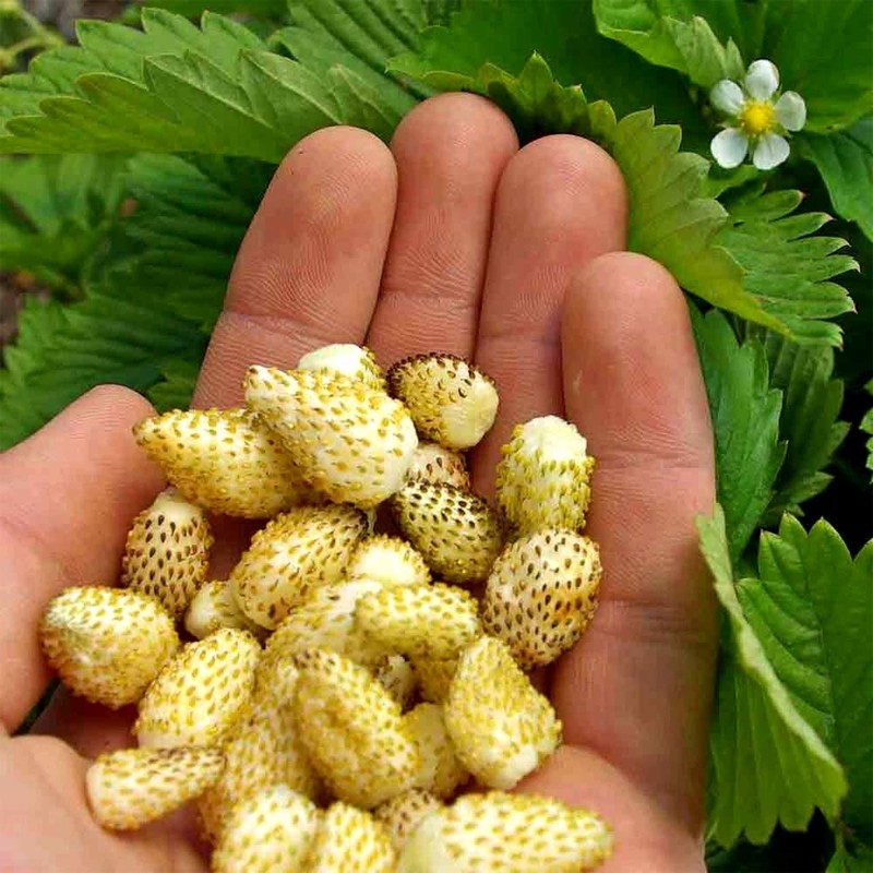 Yellow Alpine Wild Strawberry 120+ Non-GMO Seeds for Planting