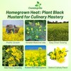 Outsidepride Black Mustard Seeds - 5000 Pcs Nutrient-Rich, Flavorful Annual