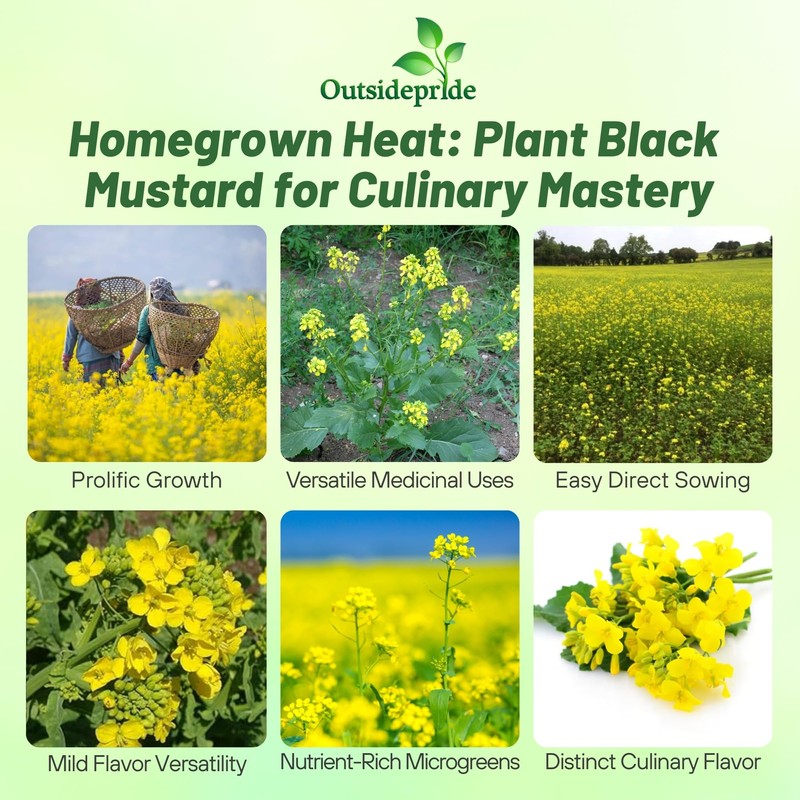 Outsidepride Black Mustard Seeds - 5000 Pcs Nutrient-Rich, Flavorful Annual