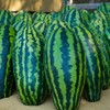 Giant Jubilee Watermelon Seeds for Planting Heirloom Non-GMO Watermelon –