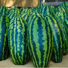 Giant Jubilee Watermelon Seeds for Planting Heirloom Non-GMO Watermelon – Plant & Grow Jubilee Watermelon Seed Packets in Home Outdoor Garden, Great Gardening Gift – 5 Packets