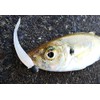 Berkley Gulp! SW Minnow 2" Pearl White G2SQM2-PW Azing Meval
