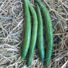 Gourd Seeds - Buag Ngu - 1 Oz ~140 Seeds