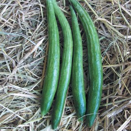 Gourd Seeds - Buag Ngu - 1 Oz ~140 Seeds - Non-GMO, Heirloom - Asian Garden Vegetable