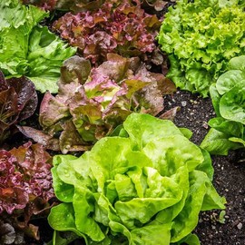 TomorrowSeeds - Gourmet Mix Lettuce Greens Seeds - 1500+ Count Packet - for 2024 Garden Vegetable Planting Spring Mix Spinach Arugula Salad Kale