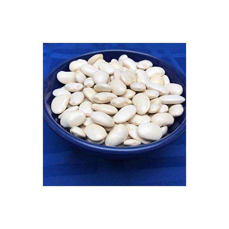 Greek Gigantes Beans 20+ fresh seeds