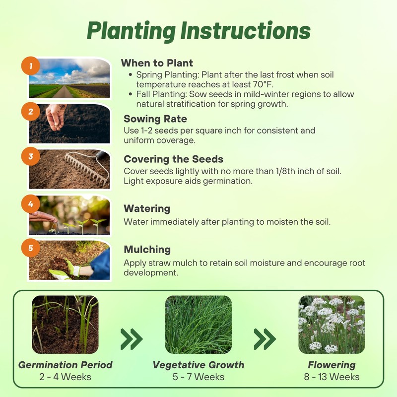 Outsidepride 1/4 lb. Perennial Garlic Chives Herb Garden Seeds for