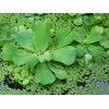 100 Live Duckweed Plants (LEMNA Minor)
