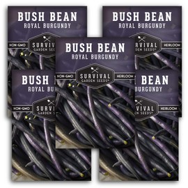 Survival Garden Seeds - Royal Burgundy Bean Seed for Planting - 5 Packs with Instructions to Plant and Grow Stringless Purple Bush Beans in Your Home Vegetable Garden - Non-GMO Heirloom Variety