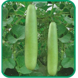 Sunshine Master Calabash Bottle Gourd Seeds Med-Long Edible Lauki Dudhi Opo Bitter Melon Asian - 50 Seeds