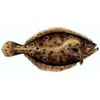 CafePress Flounder Rectangle Magnet, 3"x2" Refrigerator Magnet