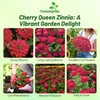 Outsidepride Dahlia Flowered Cherry Queen Zinnia Seeds - 2000 Pcs